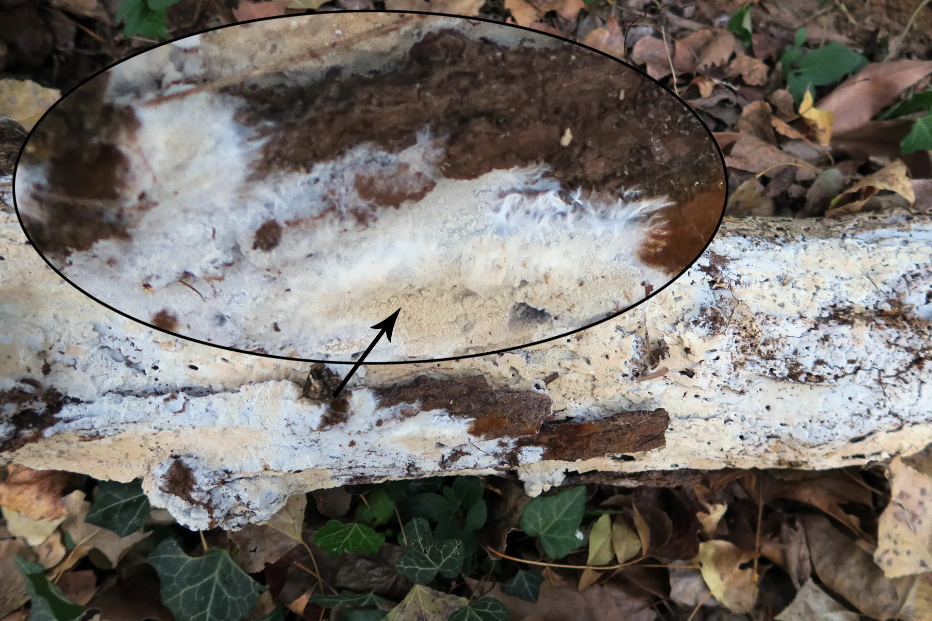 Trechispora farinacea - 1